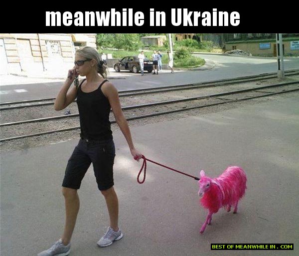 meanwhile-in-ukraine-pink-goat.jpg