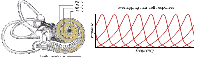 PONO_cochlea-and-responses